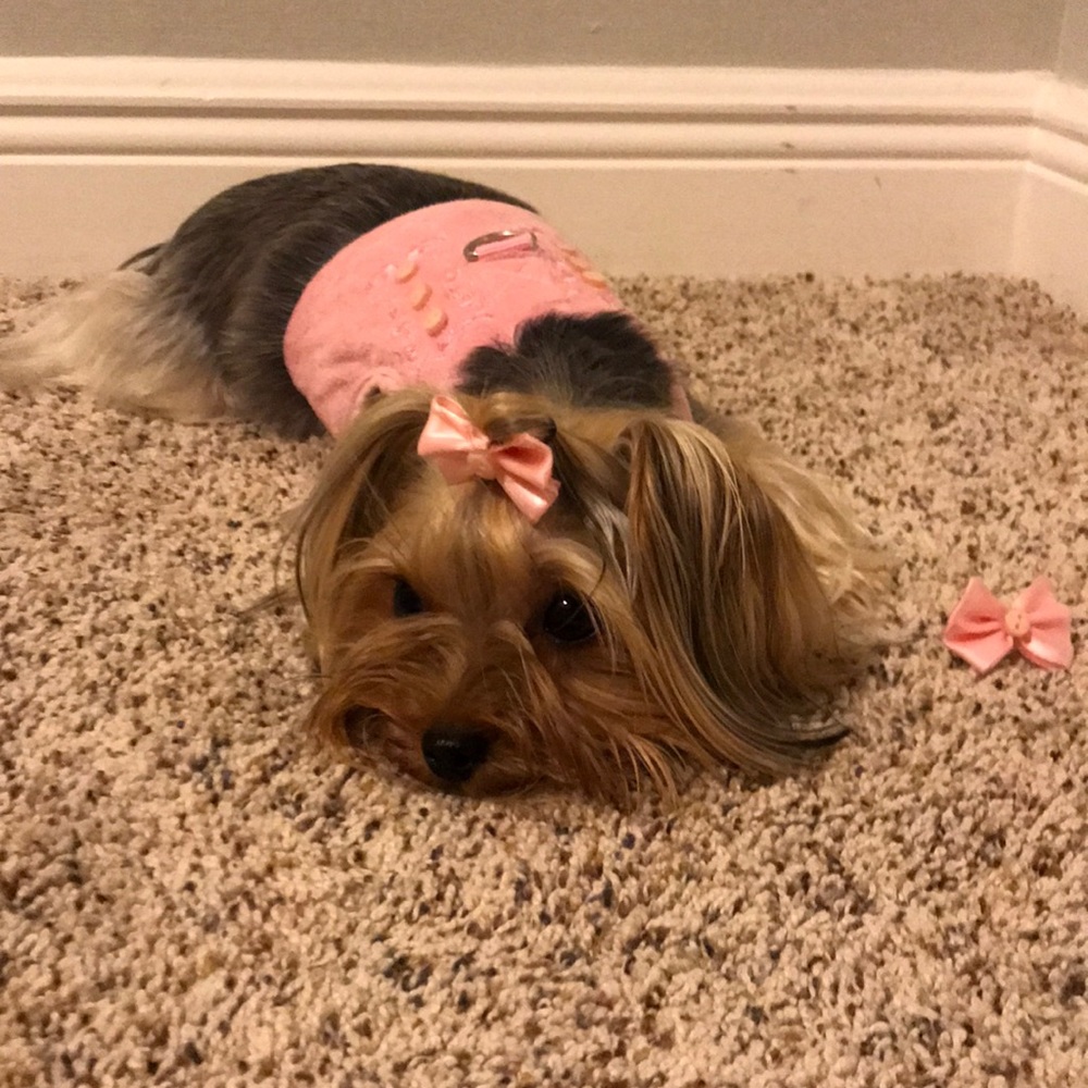 Pink Dog Harness & 2 Matching Bows
